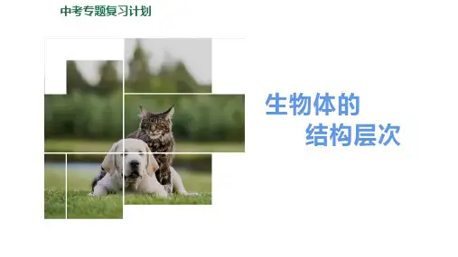 专题：生物体的结构层次(精品课件)-2023年中考生物二轮精准高效复习