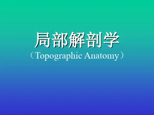 上肢1(局部解剖)
