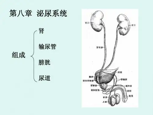 第八章  泌尿系统