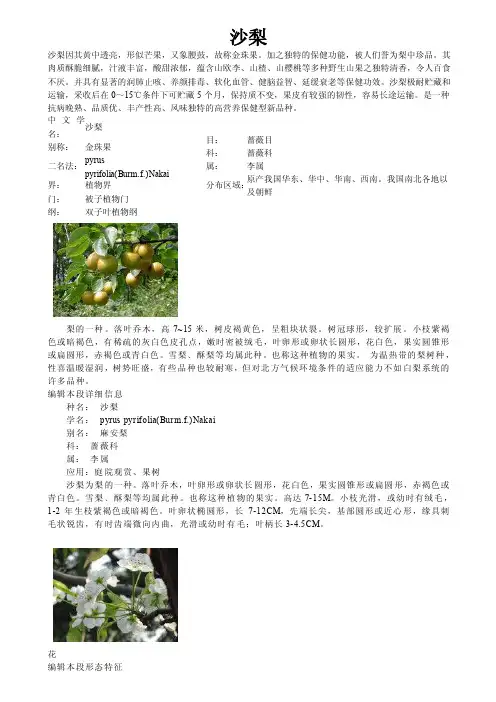 沙梨——精选推荐