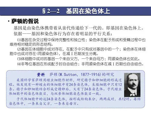 2.2基因在染色体上课件高一下学期生物人教版必修2