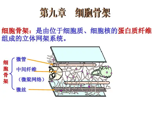 大学医学细胞生物学 细胞骨架