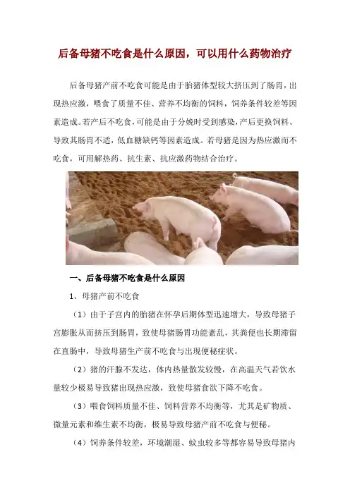 后备母猪不吃食是什么原因,可以用什么药物治疗