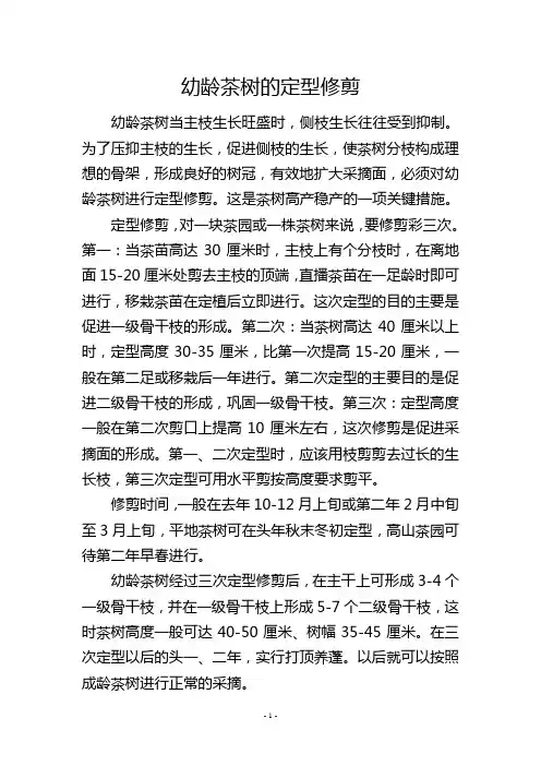 幼龄茶树的定型修剪