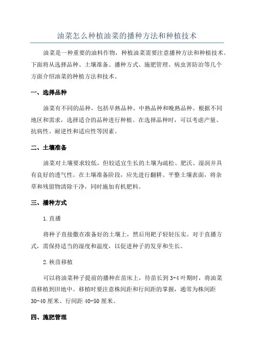 油菜怎么种植油菜的播种方法和种植技术
