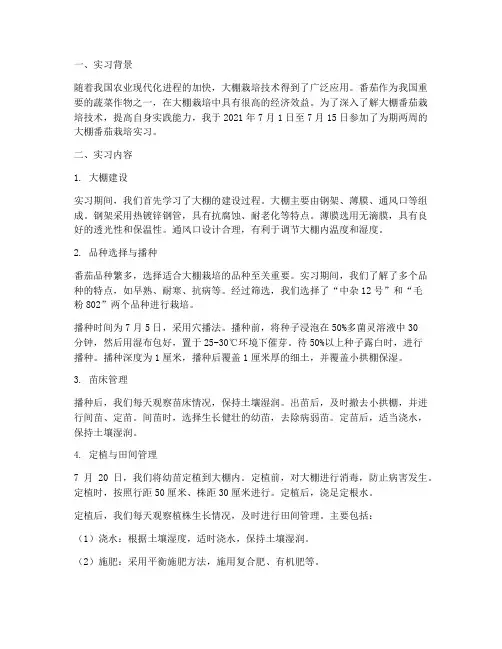 大棚栽培番茄实习报告