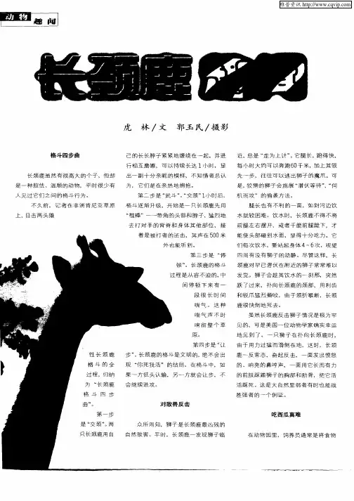 长颈鹿趣闻