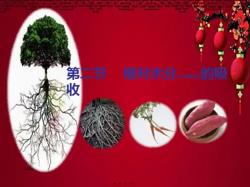 八年级生物上册 第2章 第2节 根对水分的吸收课件1冀教级上册生物课件