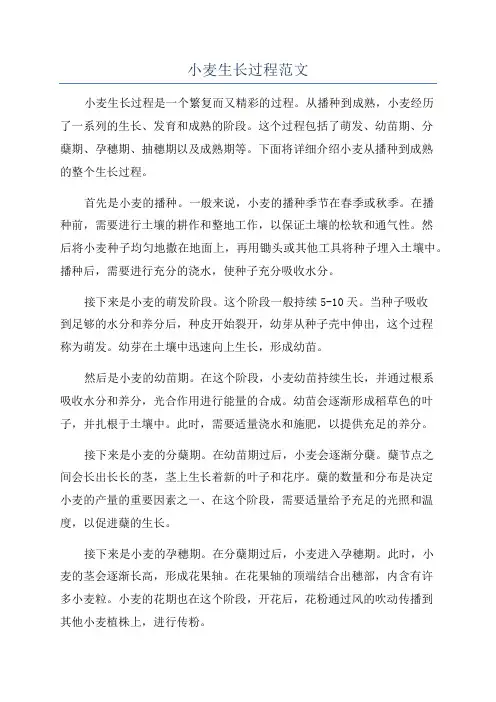 小麦生长过程范文