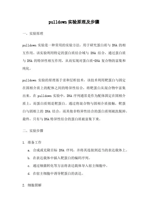 pulldown实验原理及步骤
