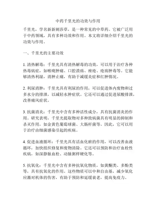 中药千里光的功效与作用