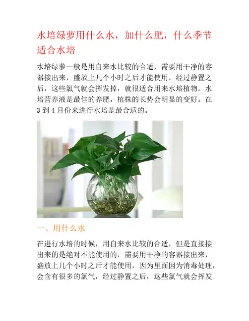水培绿萝用什么水,加什么肥,什么季节适合水培