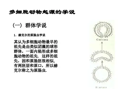 多细胞动物起源的学说