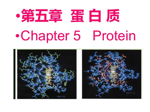 第05章 蛋白质讲解