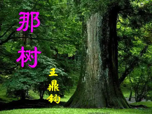 《那树》ppt课件(17页)