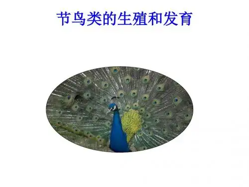 鸟类的生殖和发育PPT课件3