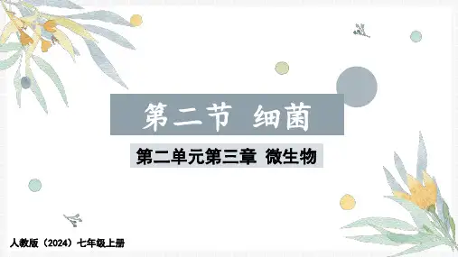 2.3.2细菌课件(共36张PPT)初中生物学人教版(2024)七年级上册