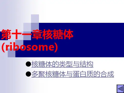 第十一章核糖体ppt课件