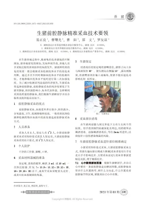 生猪前腔静脉精准采血技术要领