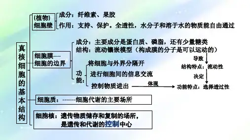 细胞的基本结构 PPT