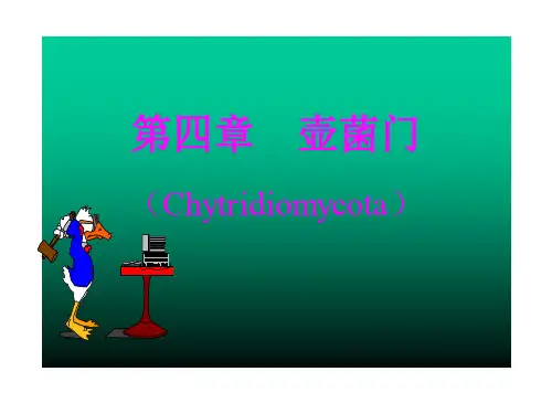 第四章-壶菌门