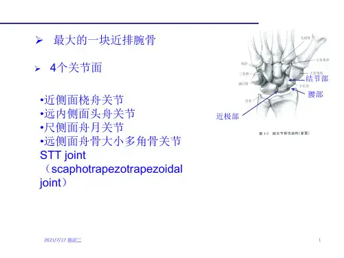 齐鲁医学腕部舟状骨骨折.pptx