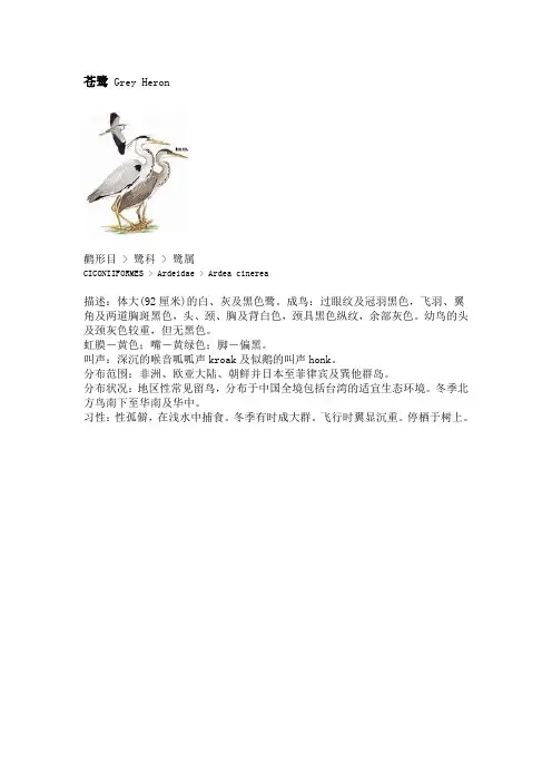 苍鹭