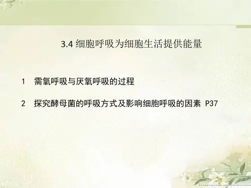 新教材浙科版高中生物必修一 3.4 细胞呼吸为细胞生活提供能量  教学课件