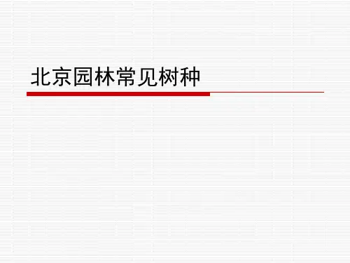园林常见树种培训课件PPT课件精选全文