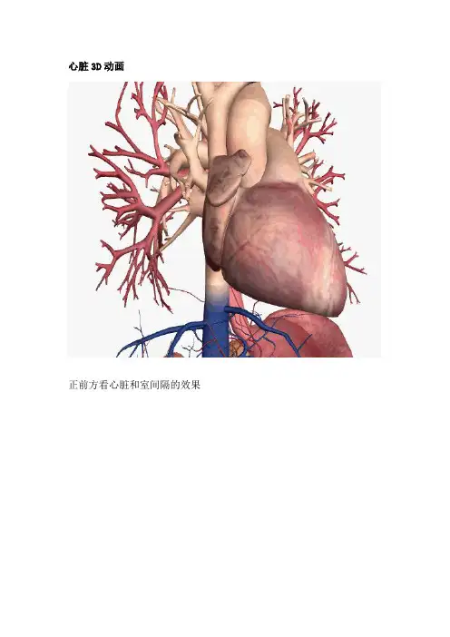 3D动画图解心脏大体解剖(医学专业必收藏)