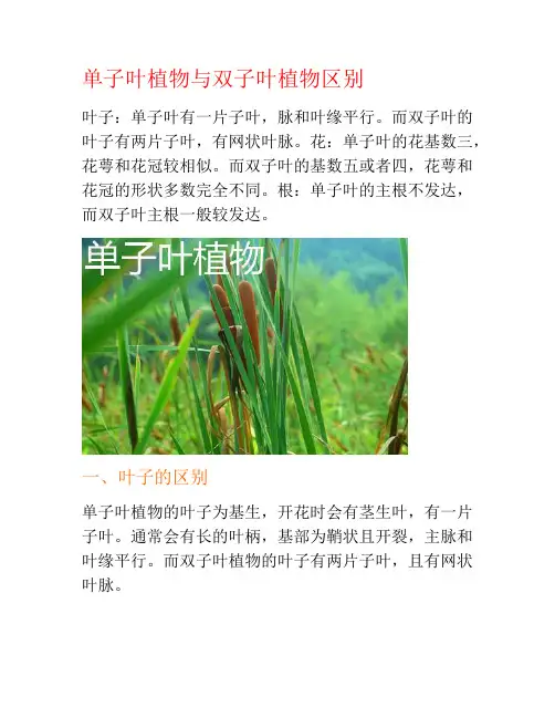 单子叶植物与双子叶植物区别