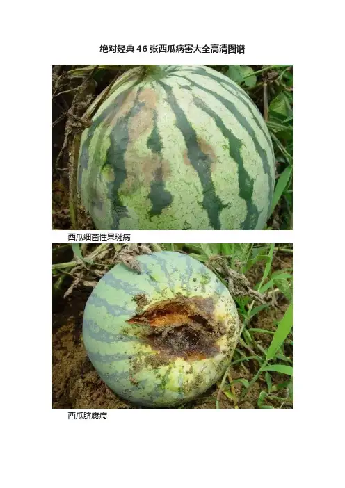 绝对经典46张西瓜病害大全高清图谱