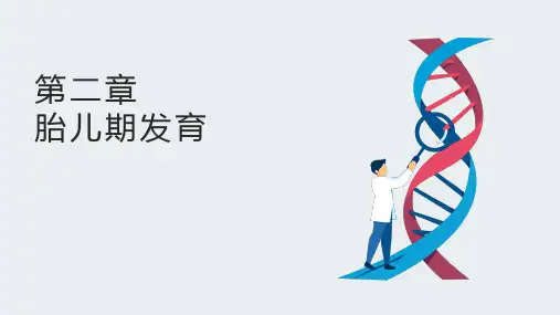 胎儿期发育(人卫第三版)