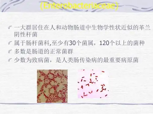 第七章 肠杆菌科