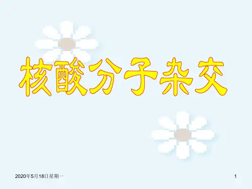 核酸分子杂交与应用