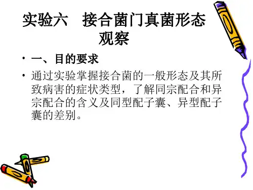 实验六 接合菌门真菌形态观察