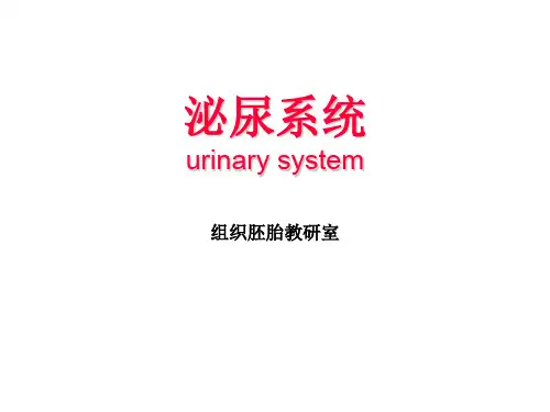 组织胚胎学PPT18 泌尿系统课件