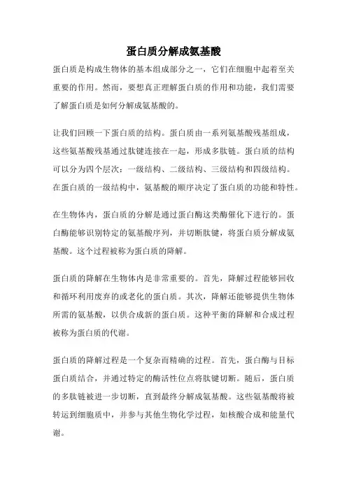 蛋白质分解成氨基酸
