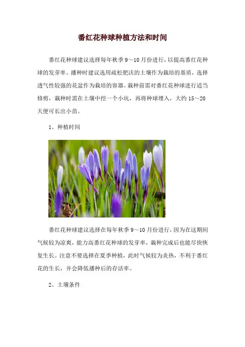 番红花种球种植方法和时间