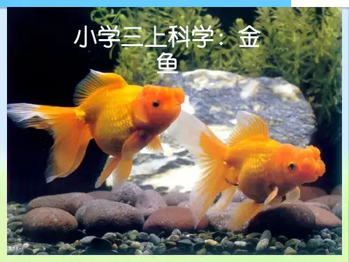 最新教科版小学三年级科学上册小学三上科学：金鱼精品课件