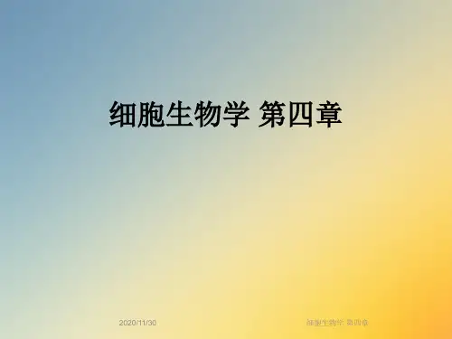 细胞生物学 第四章