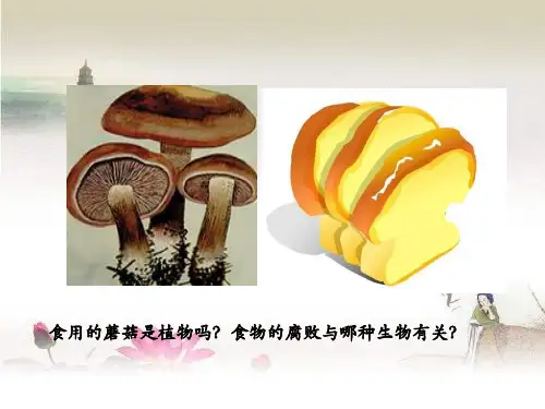 微生物在生物圈中的作用-PPT