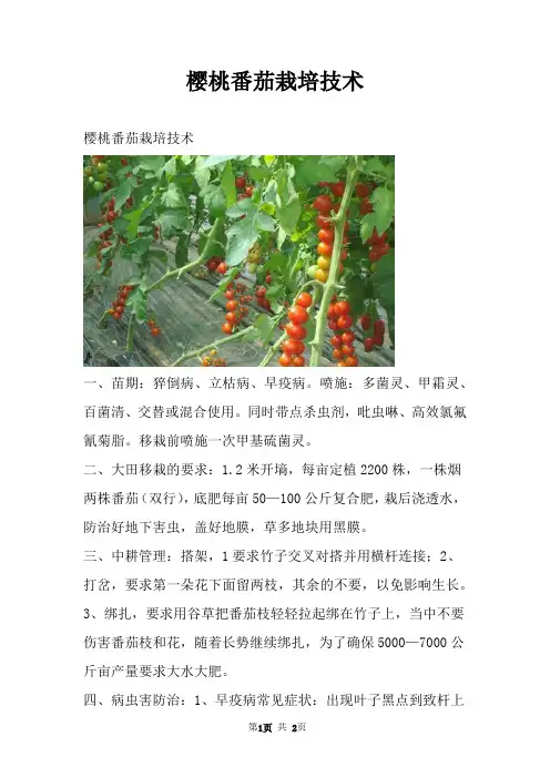 樱桃番茄栽培技术