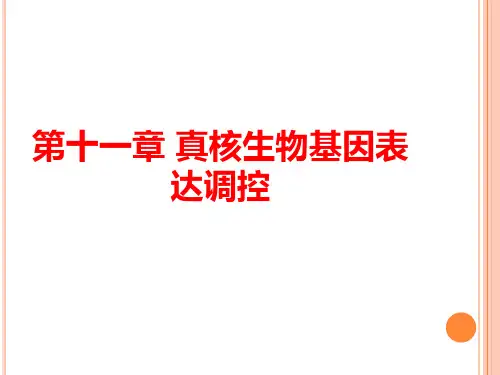 分子生物学：真核基因表达调控