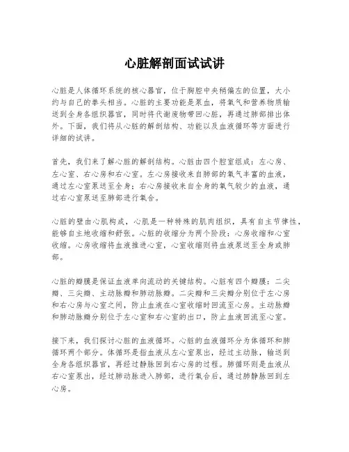 心脏解剖面试试讲
