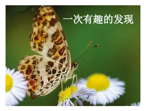 《有趣的发现》作文指导课件-(1)