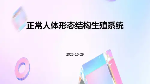 正常人体形态结构生殖系统