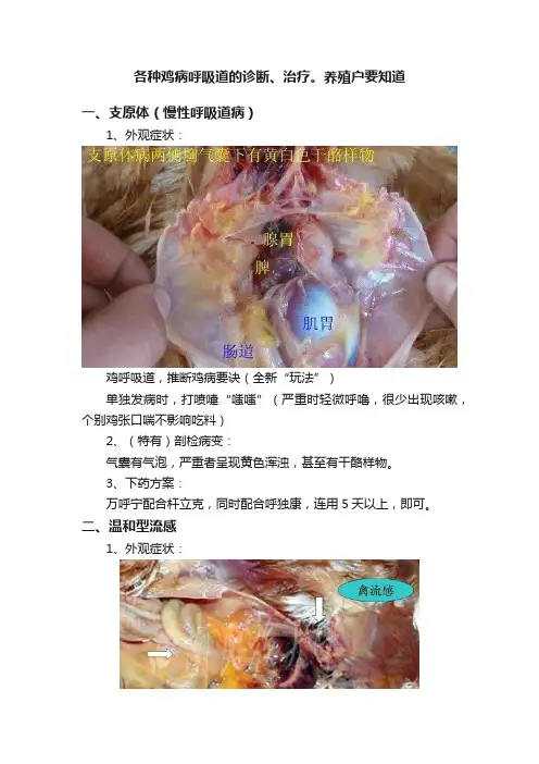 各种鸡病呼吸道的诊断、治疗。养殖户要知道