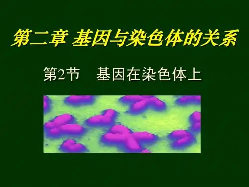 基因在染色体上