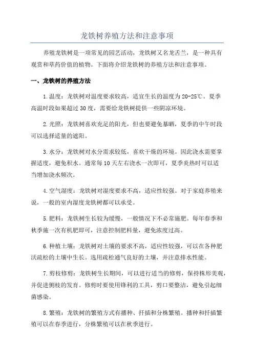 龙铁树养殖方法和注意事项